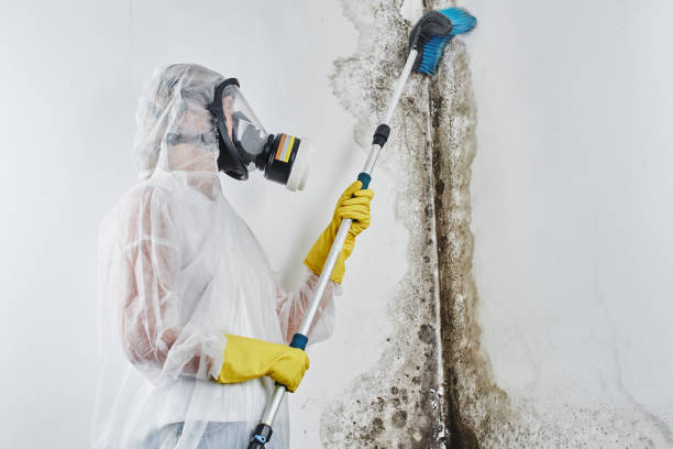 Best Toxic Mold Removal  in Grantley, PA