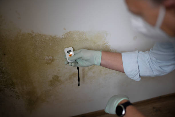 Best Black Mold Removal  in Grantley, PA