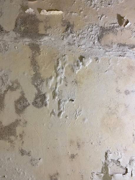 Best Water Damage Restoration  in Grantley, PA