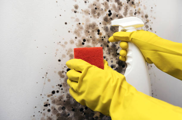 Best Attic Mold Removal  in Grantley, PA