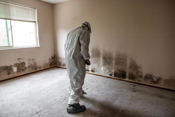 Attic Mold Removal in Grantley, PA