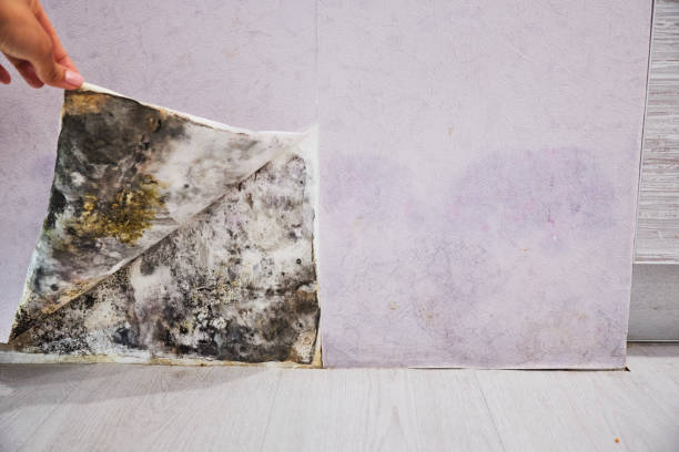 Best Mold Removal Company Near Me  in Grantley, PA